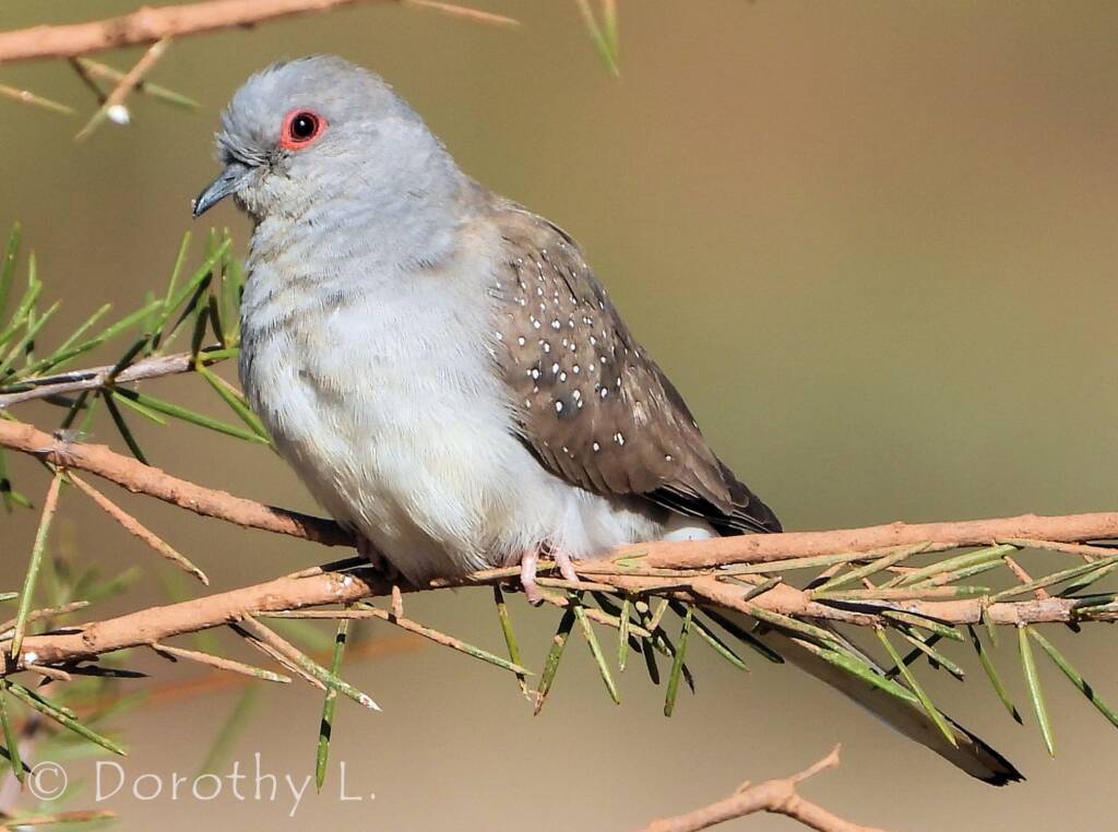 Diamond Dove (Geopelia cuneata)