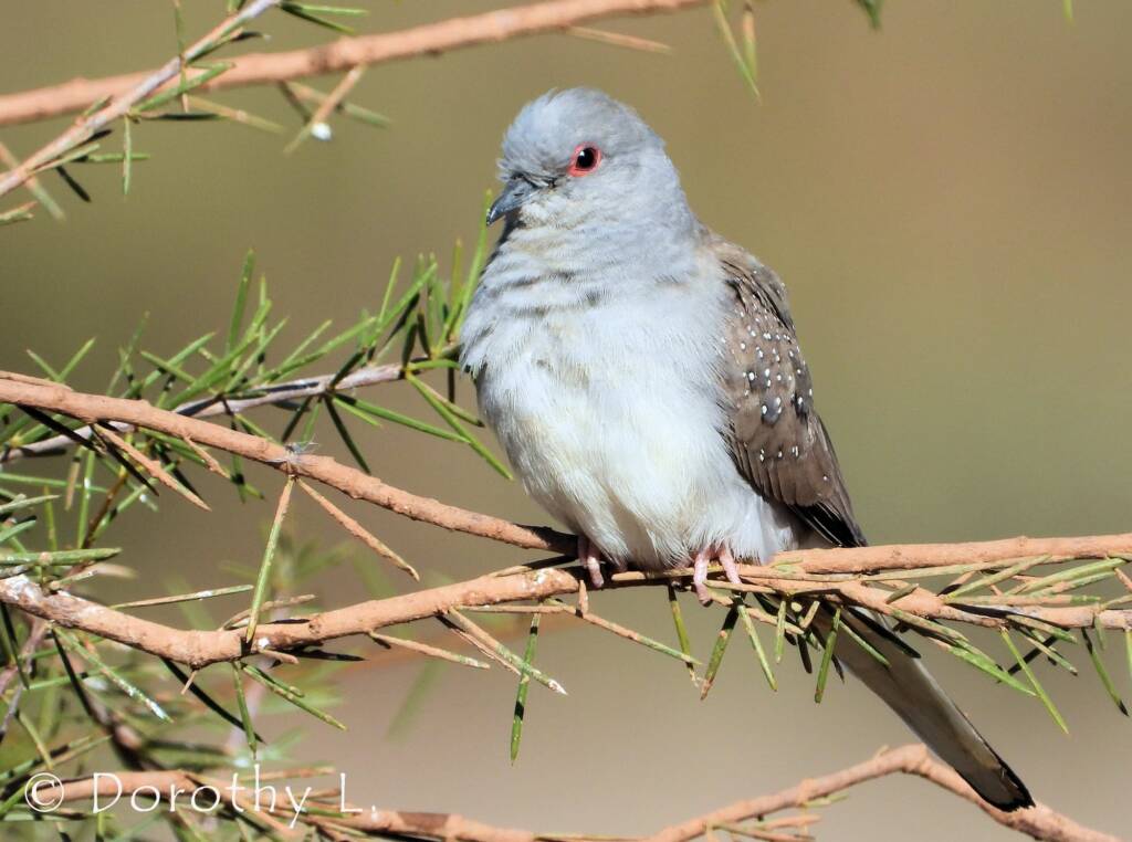Diamond Dove (Geopelia cuneata)