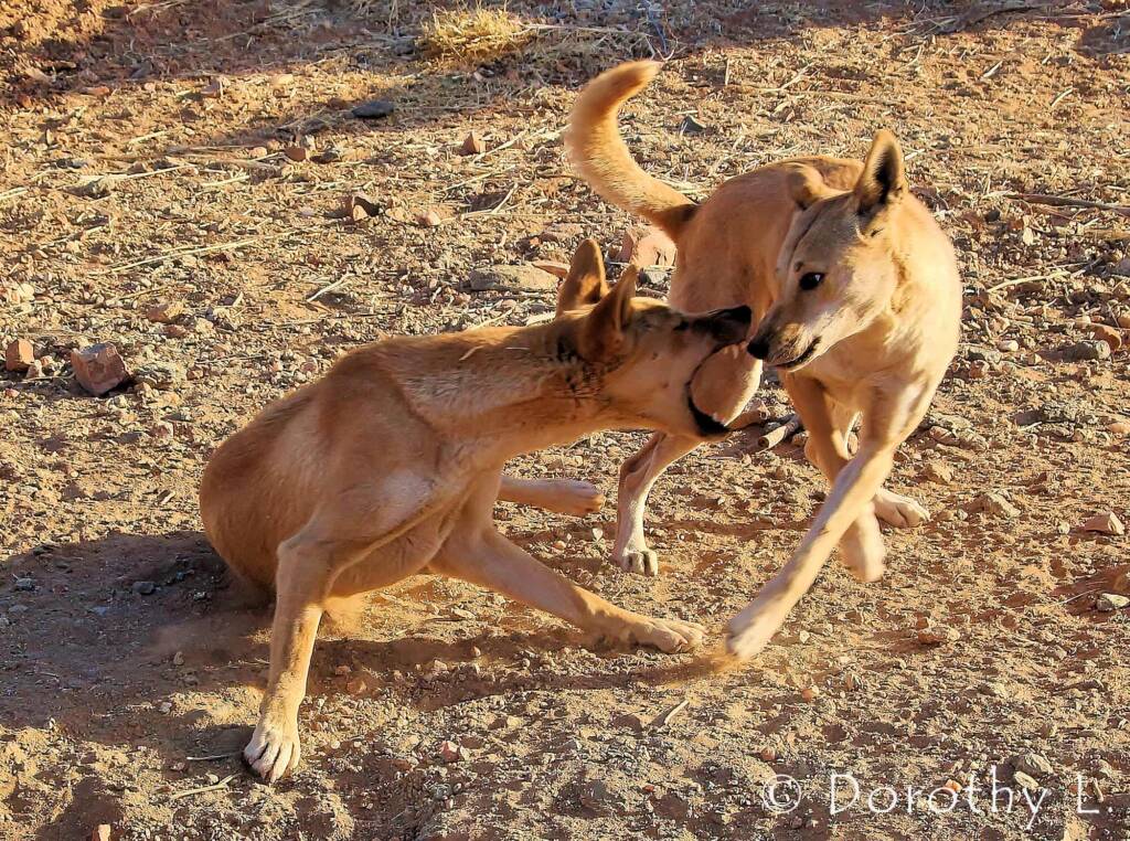 Dingoes (Canis dingo), Alice Springs Desert Park, NT