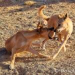 Dingoes (Canis dingo), Alice Springs Desert Park, NT