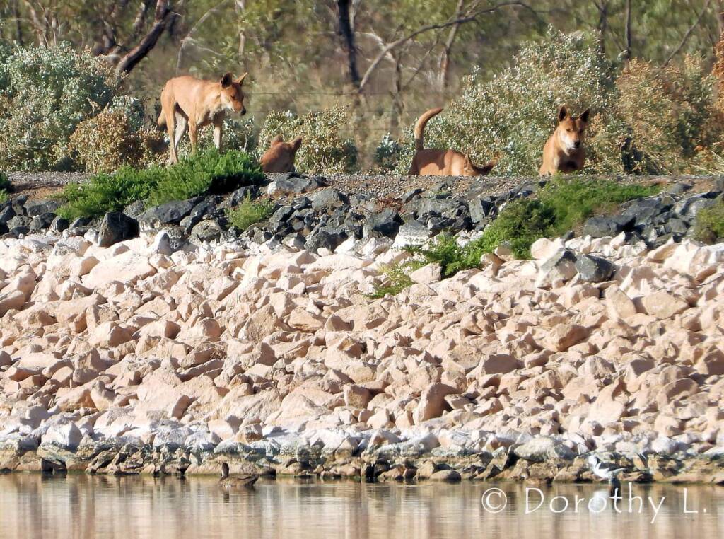 Dingo pack (Canis dingo), Alice Springs, NT