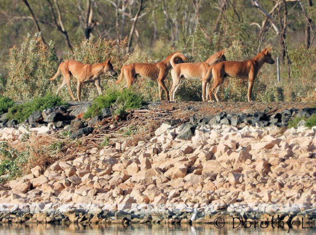 Dingo pack (Canis dingo), Alice Springs, NT