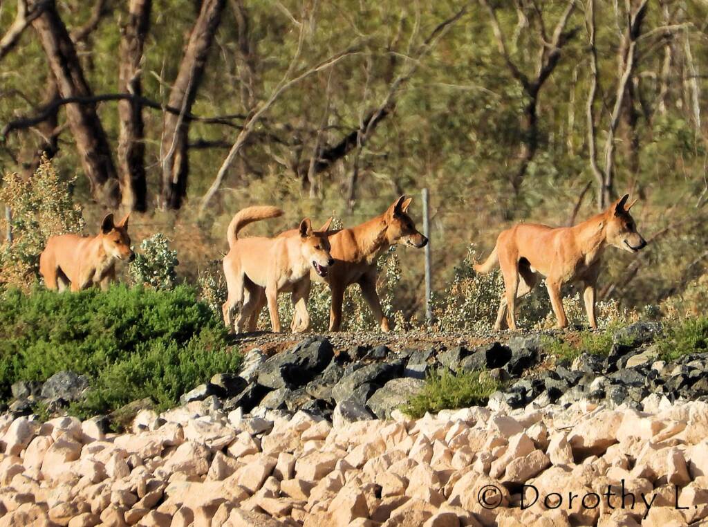 Dingo pack (Canis dingo), Alice Springs, NT