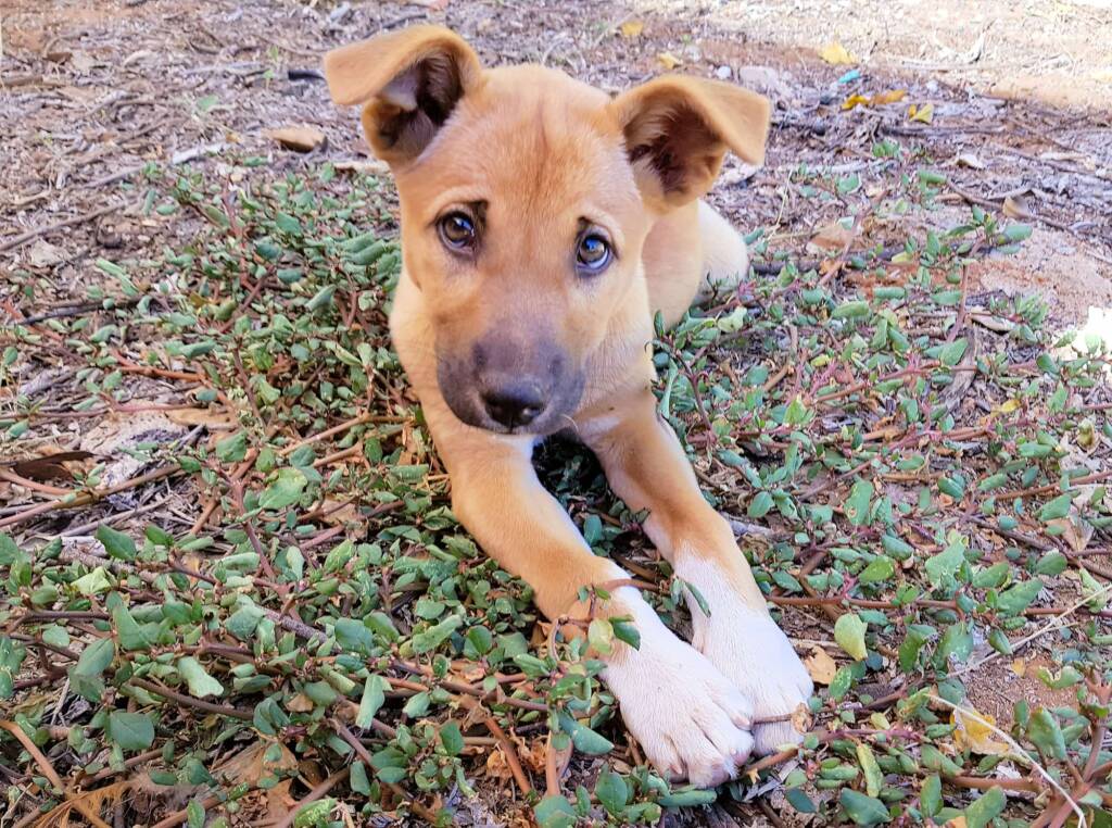 Dingo pup (Canis dingo), Alice Springs, NT