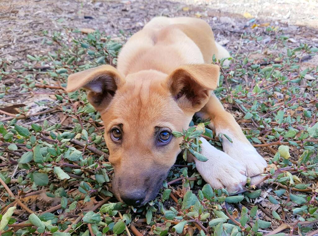 Dingo pup (Canis dingo), Alice Springs, NT