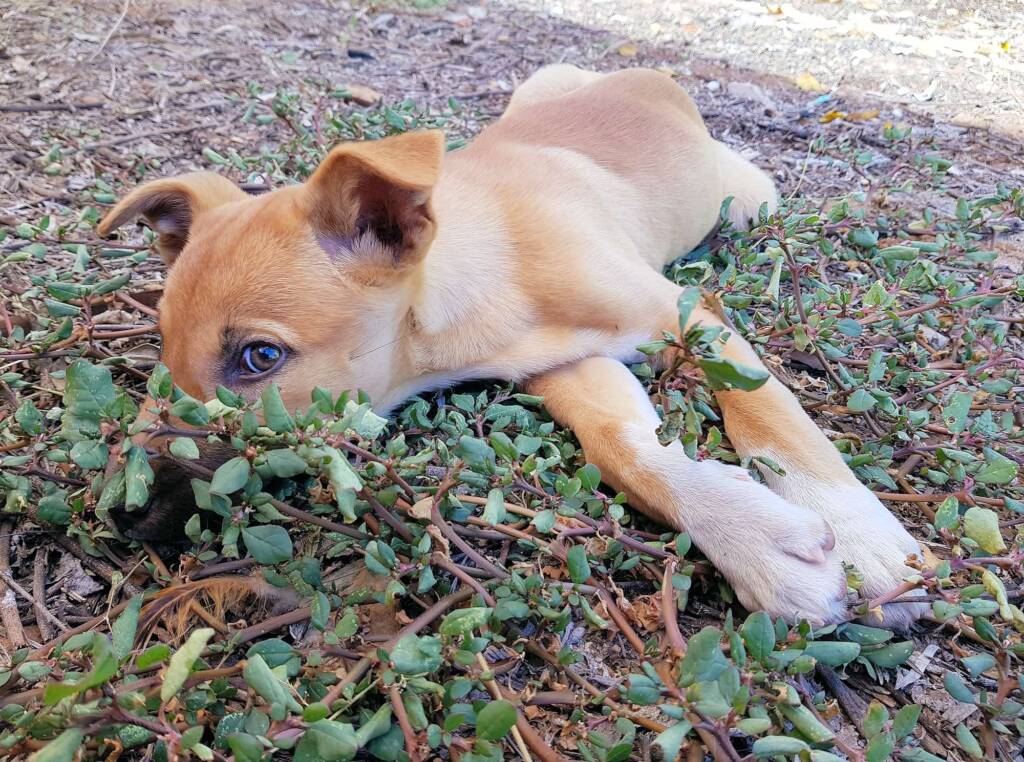 Dingo pup (Canis dingo), Alice Springs, NT