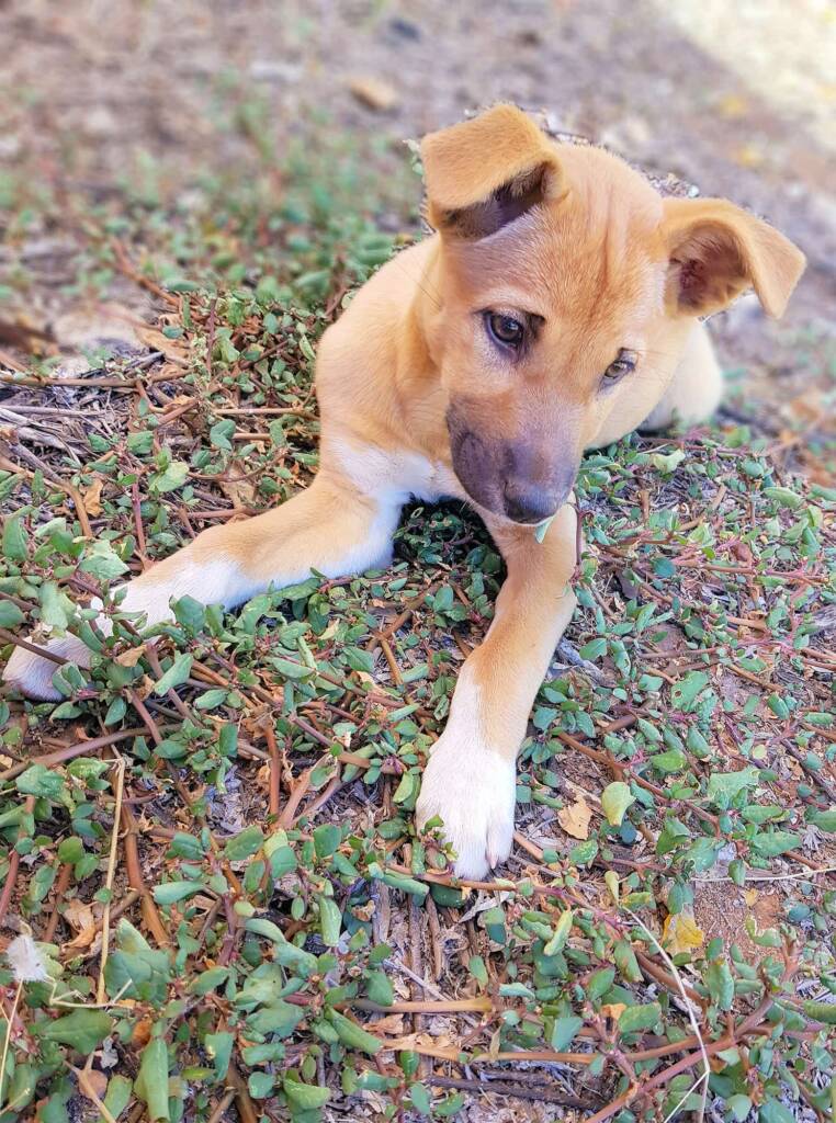 Dingo pup (Canis dingo), Alice Springs, NT