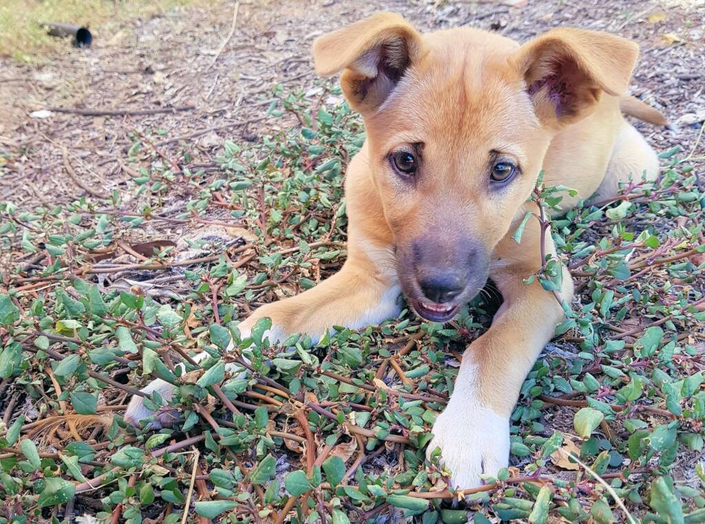 Dingo pup (Canis dingo), Alice Springs, NT