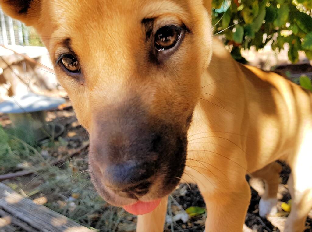 Dingo pup (Canis dingo), Alice Springs, NT