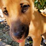 Dingo pup (Canis dingo), Alice Springs, NT