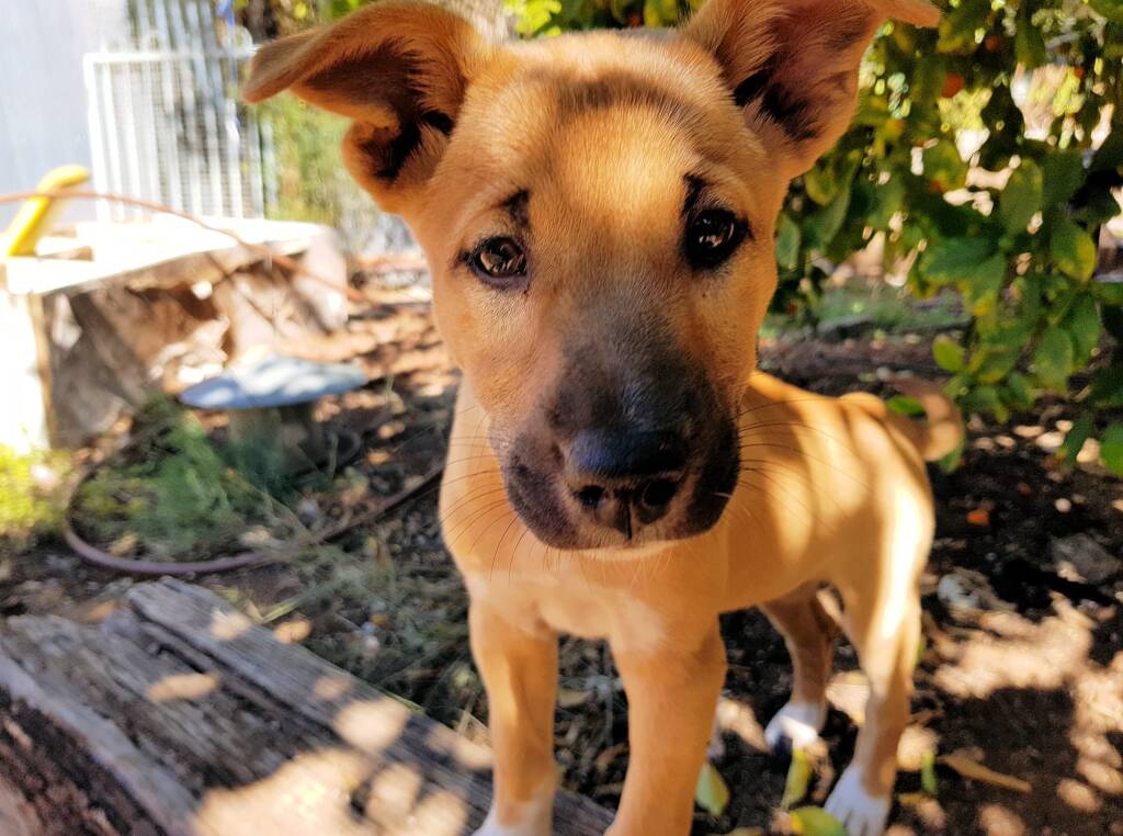 Dingo pup (Canis dingo), Alice Springs, NT