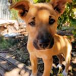 Dingo pup (Canis dingo), Alice Springs, NT