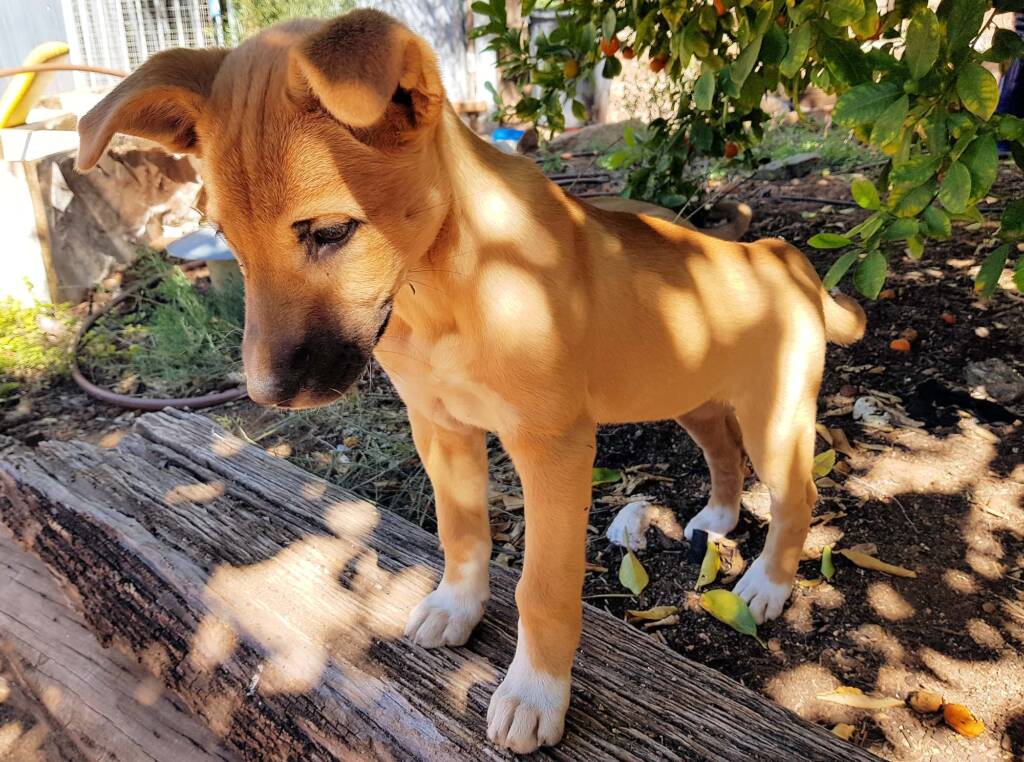 Dingo pup (Canis dingo), Alice Springs, NT
