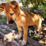 Dingo pup (Canis dingo), Alice Springs, NT