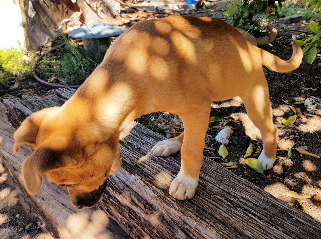 Dingo pup (Canis dingo), Alice Springs, NT