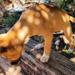 Dingo pup (Canis dingo), Alice Springs, NT