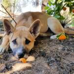 Dingo pup (Canis dingo), Alice Springs, NT