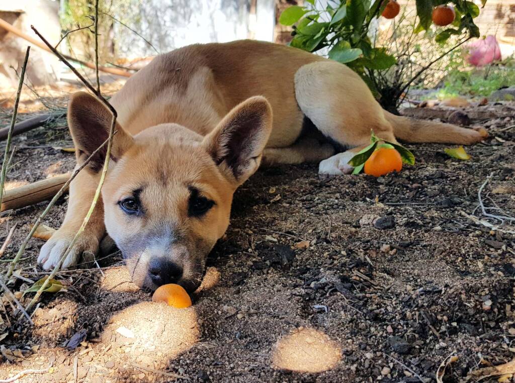 Dingo pup (Canis dingo), Alice Springs, NT