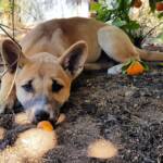 Dingo pup (Canis dingo), Alice Springs, NT