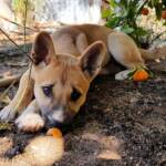 Dingo pup (Canis dingo), Alice Springs, NT