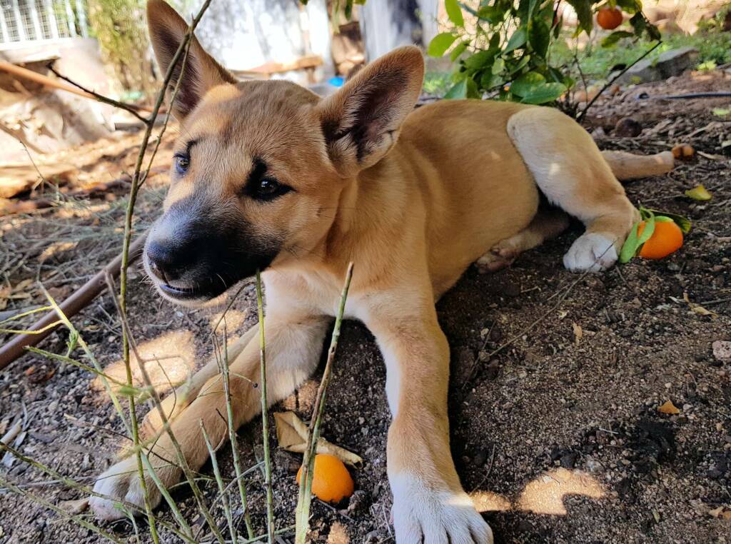 Dingo pup (Canis dingo), Alice Springs, NT