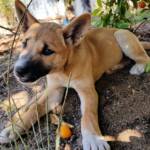 Dingo pup (Canis dingo), Alice Springs, NT