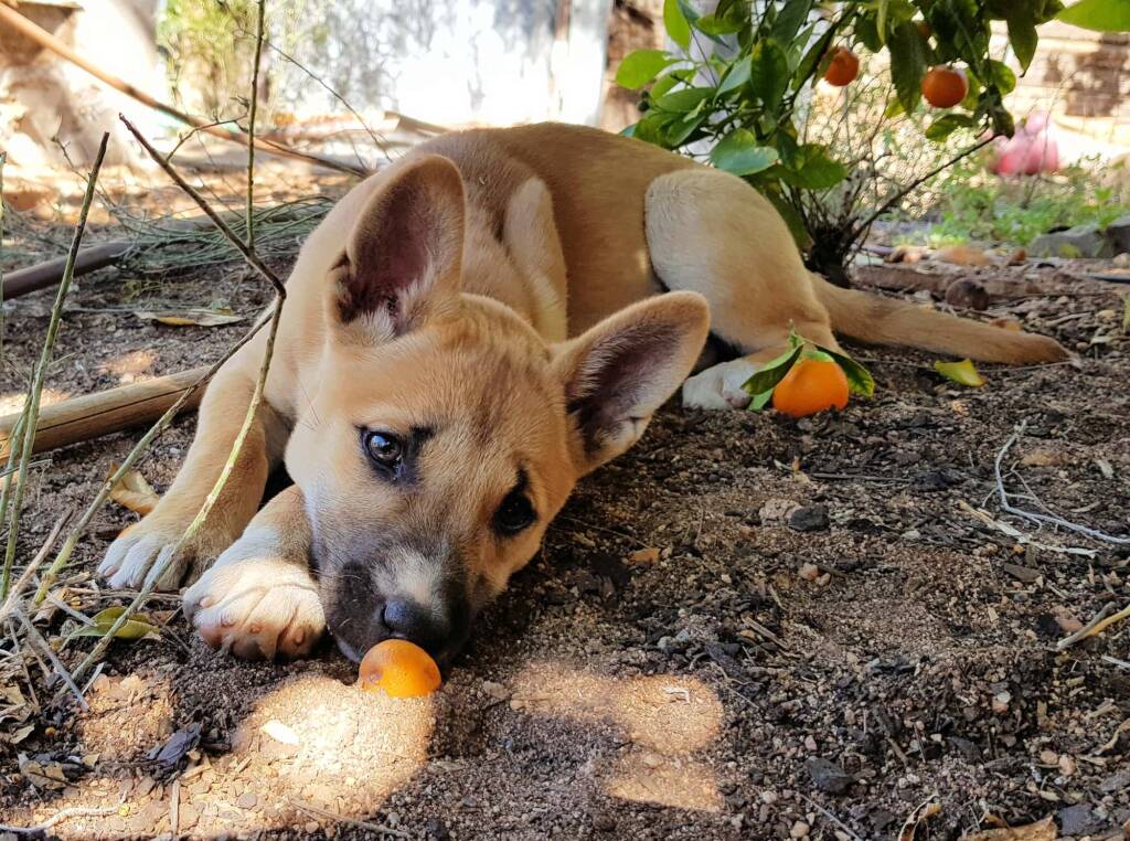 Dingo pup (Canis dingo), Alice Springs, NT