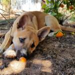 Dingo pup (Canis dingo), Alice Springs, NT