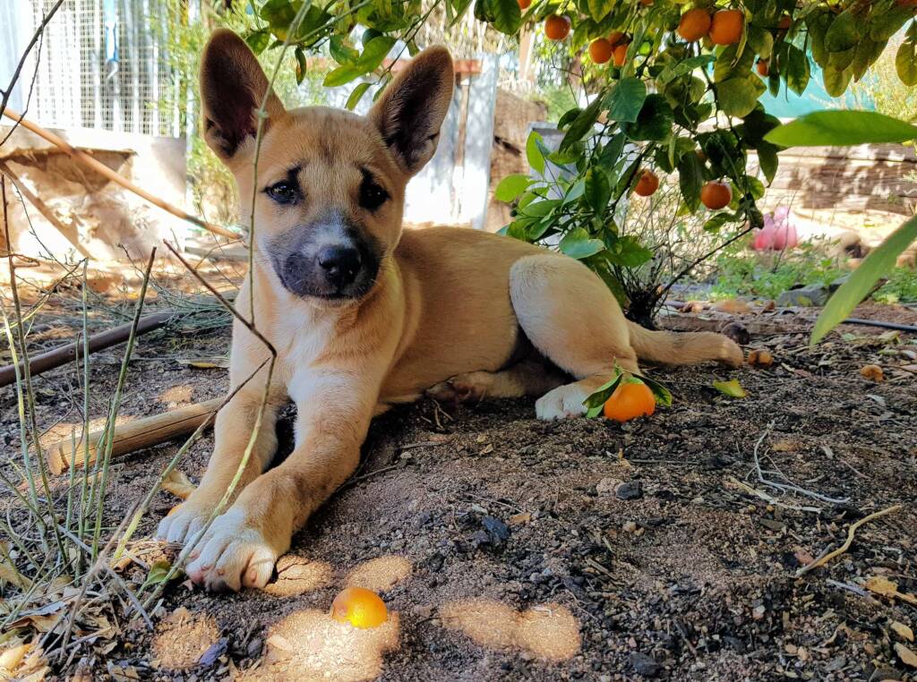 Dingo pup (Canis dingo), Alice Springs, NT