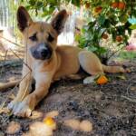 Dingo pup (Canis dingo), Alice Springs, NT