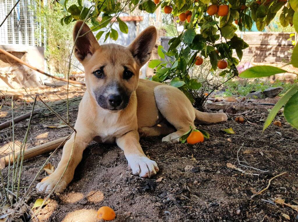 Dingo pup (Canis dingo), Alice Springs, NT