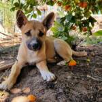 Dingo pup (Canis dingo), Alice Springs, NT