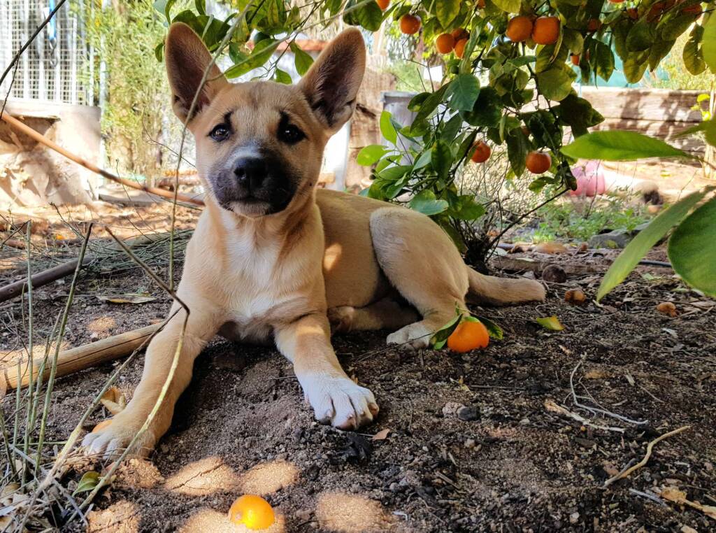 Dingo pup (Canis dingo), Alice Springs, NT