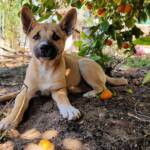 Dingo pup (Canis dingo), Alice Springs, NT