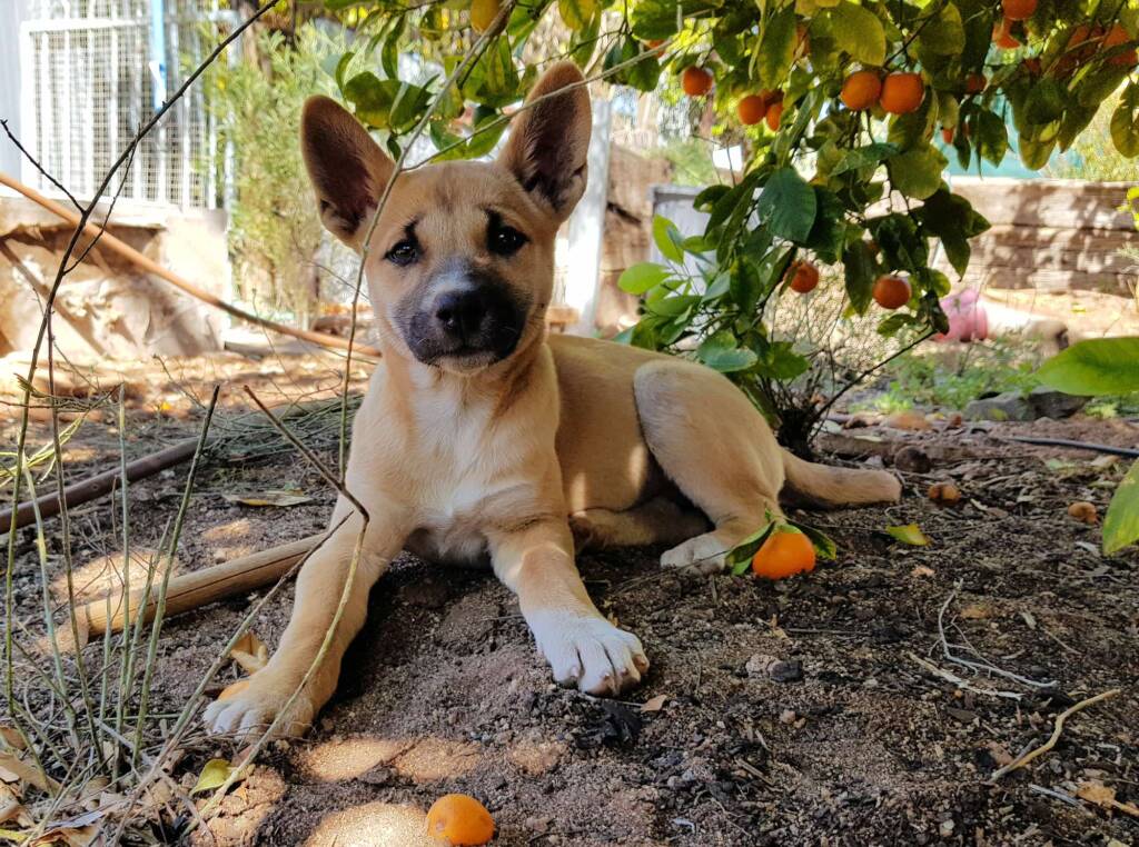 Dingo pup (Canis dingo), Alice Springs, NT