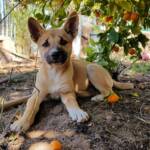 Dingo pup (Canis dingo), Alice Springs, NT