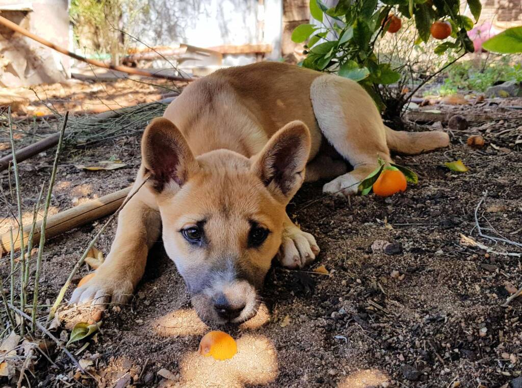 Dingo pup (Canis dingo), Alice Springs, NT