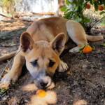 Dingo pup (Canis dingo), Alice Springs, NT
