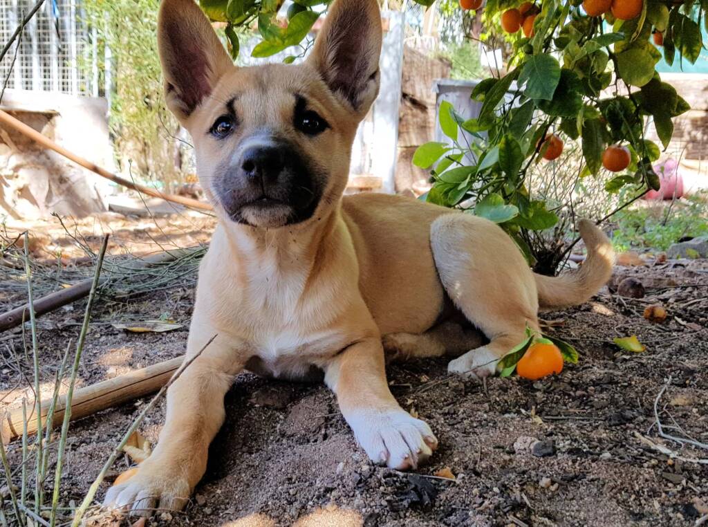 Dingo pup (Canis dingo), Alice Springs, NT