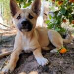 Dingo pup (Canis dingo), Alice Springs, NT