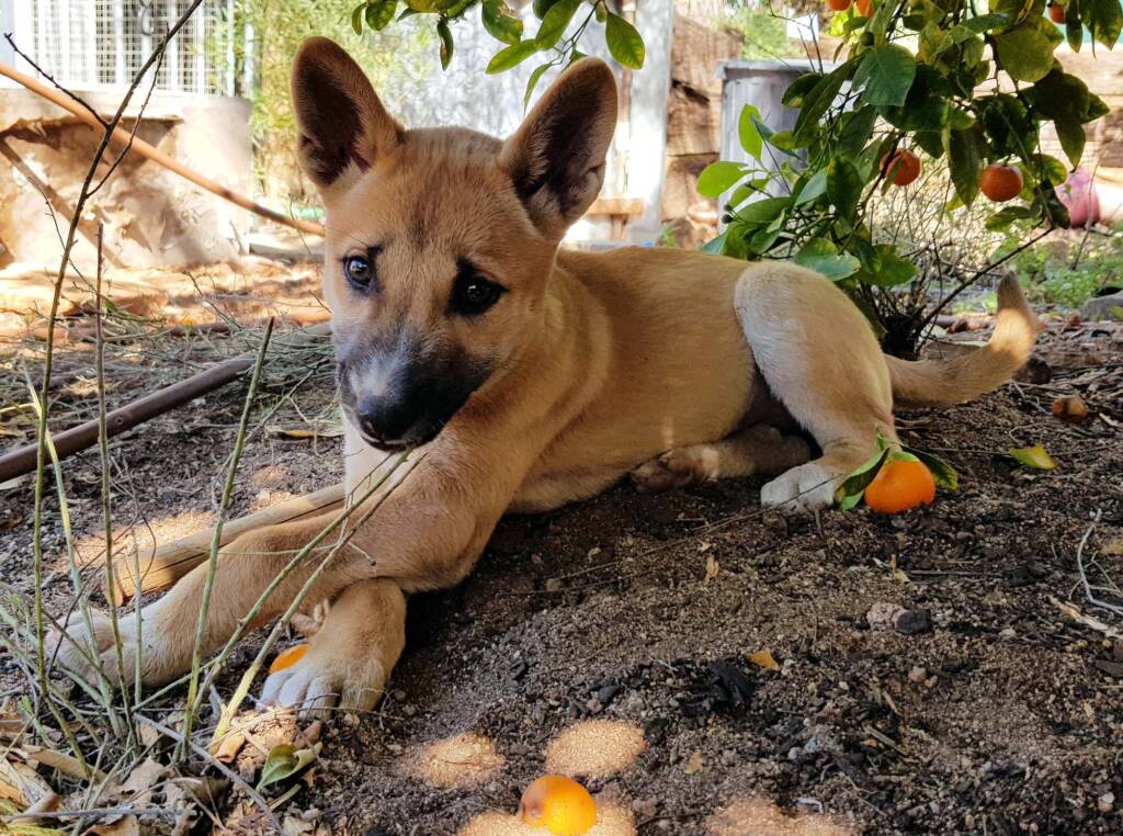 Dingo pup (Canis dingo), Alice Springs, NT