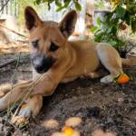 Dingo pup (Canis dingo), Alice Springs, NT