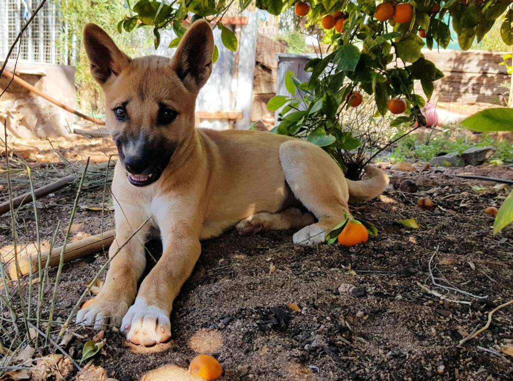 Dingo pup (Canis dingo), Alice Springs, NT