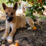 Dingo pup (Canis dingo), Alice Springs, NT