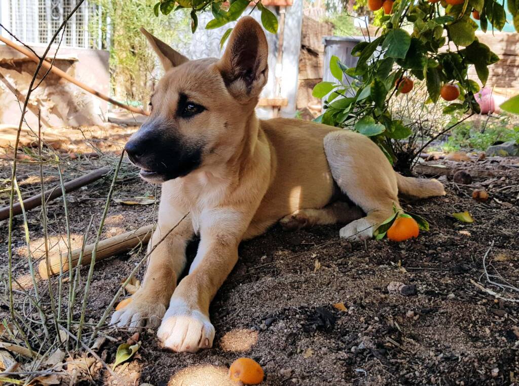 Dingo pup (Canis dingo), Alice Springs, NT