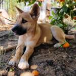 Dingo pup (Canis dingo), Alice Springs, NT