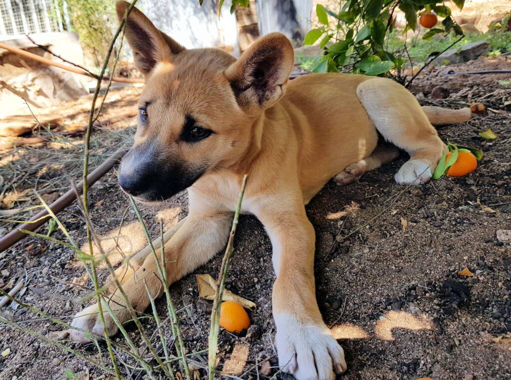 Dingo pup (Canis dingo), Alice Springs, NT
