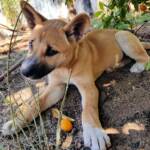 Dingo pup (Canis dingo), Alice Springs, NT