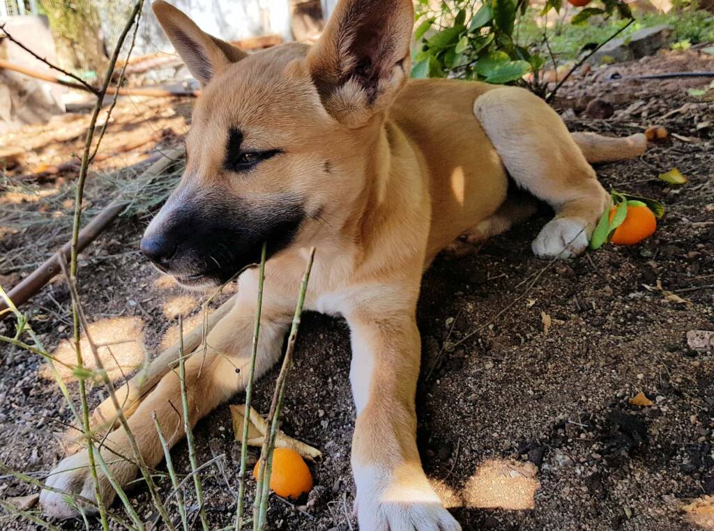 Dingo pup (Canis dingo), Alice Springs, NT
