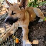 Dingo pup (Canis dingo), Alice Springs, NT